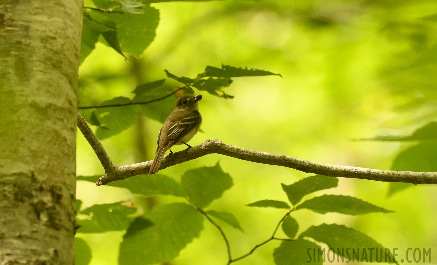 Empidonax minimus [400 mm, 1/320 Sek. bei f / 7.1, ISO 2000]